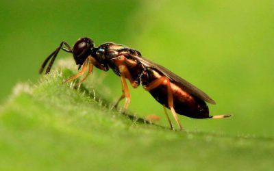 Productos Fitosanitarios, control de la mosca del olivo